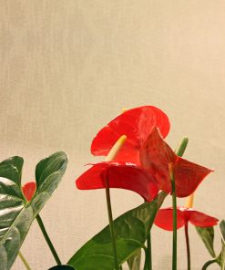 Online Ανθοπωλείο - Λουλούδια - Αποστολή Λουλουδιών