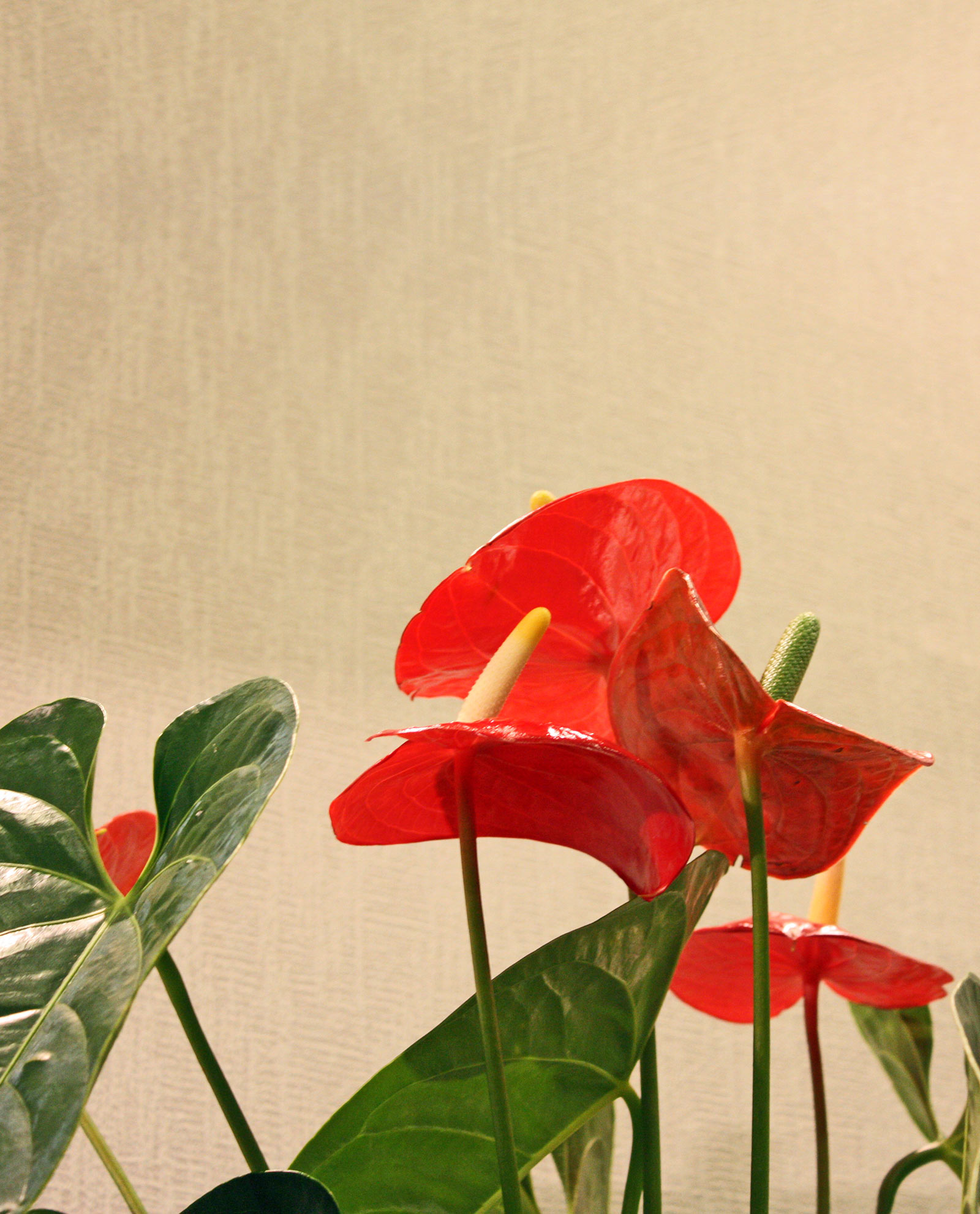 Online Ανθοπωλείο - Λουλούδια - Αποστολή Λουλουδιών