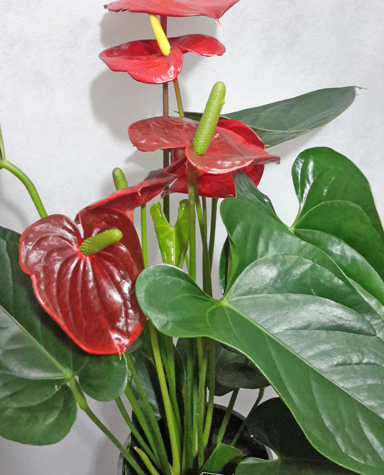 Ανθοπωλείο AnaisDecor