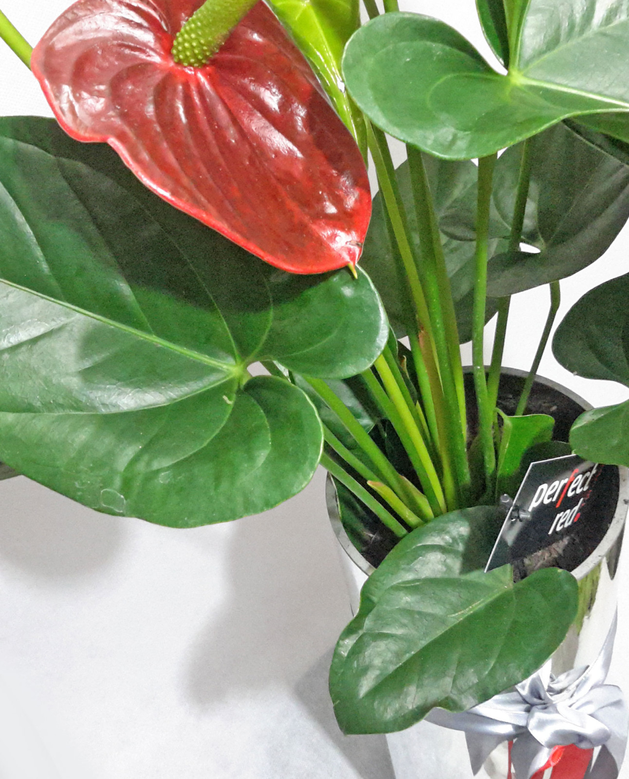 Ανθοπωλείο AnaisDecor