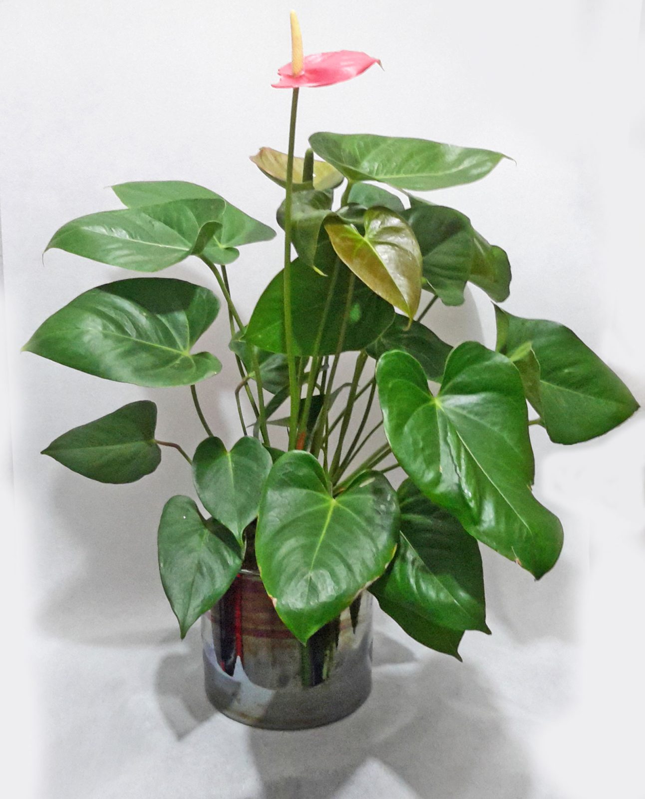 Ανθοπωλείο AnaisDecor