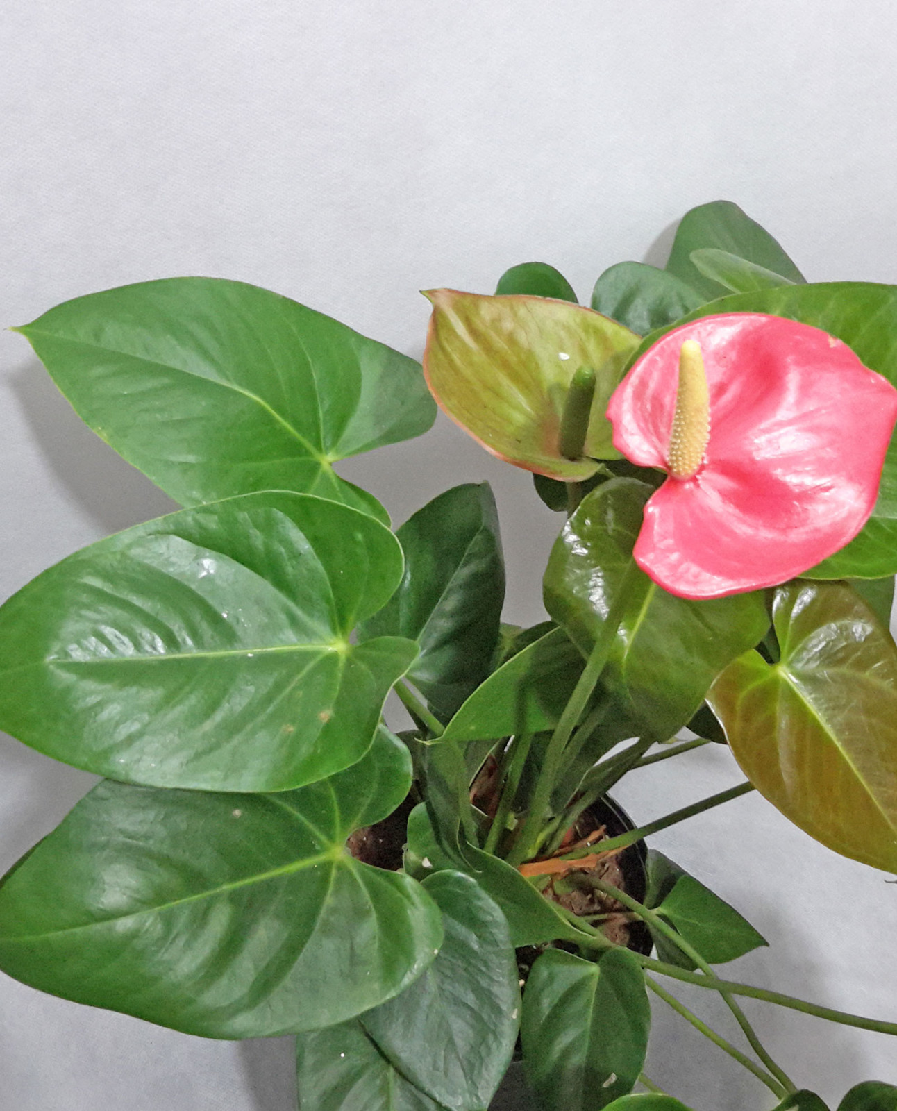 Ανθοπωλείο AnaisDecor