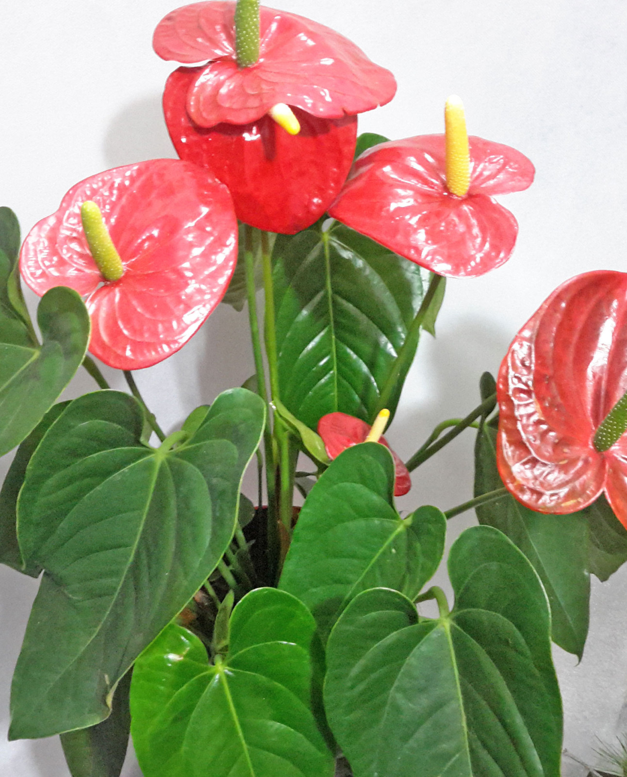 Ανθοπωλείο AnaisDecor