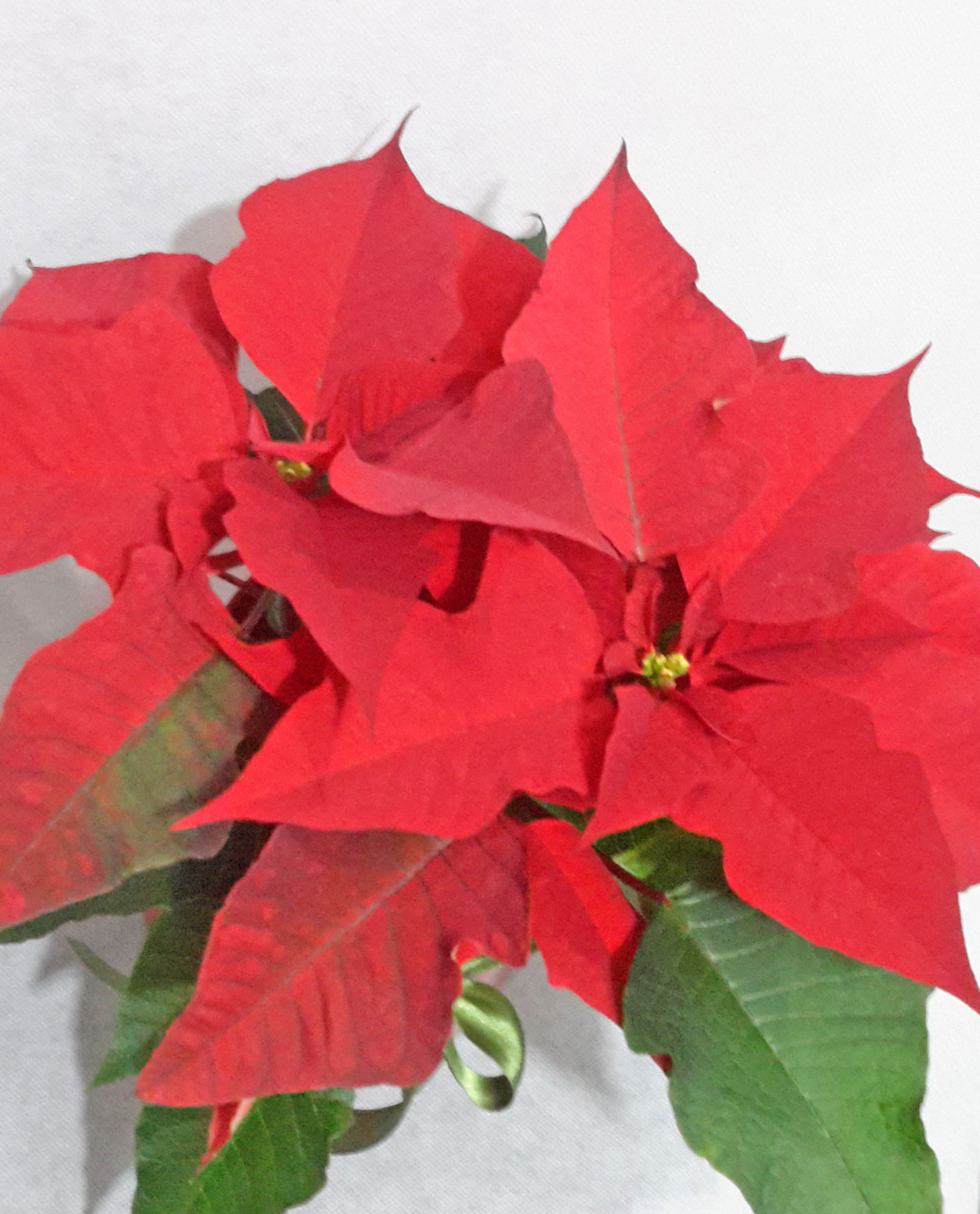 Ανθοπωλείο AnaisDecor