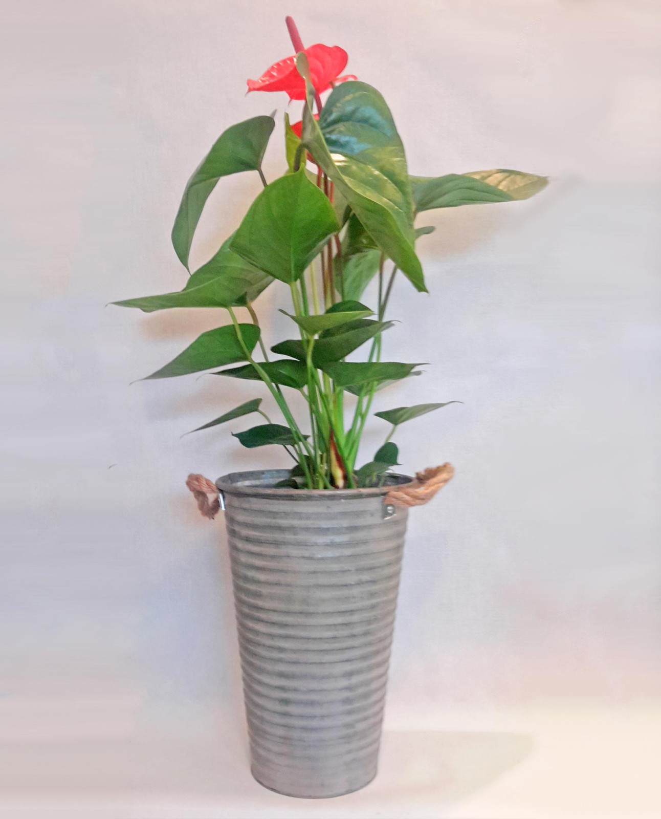 Ανθοπωλείο AnaisDecor