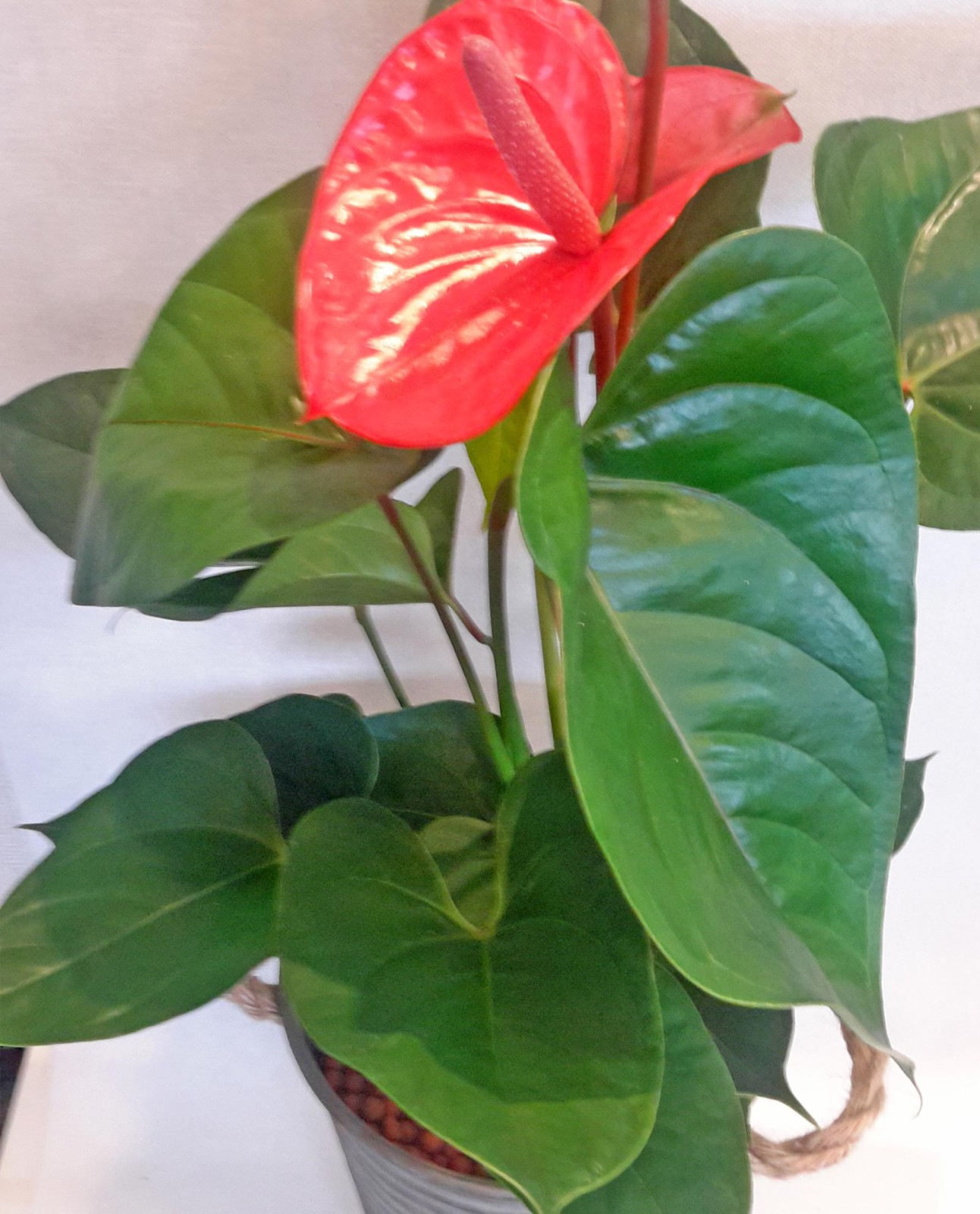 Ανθοπωλείο AnaisDecor