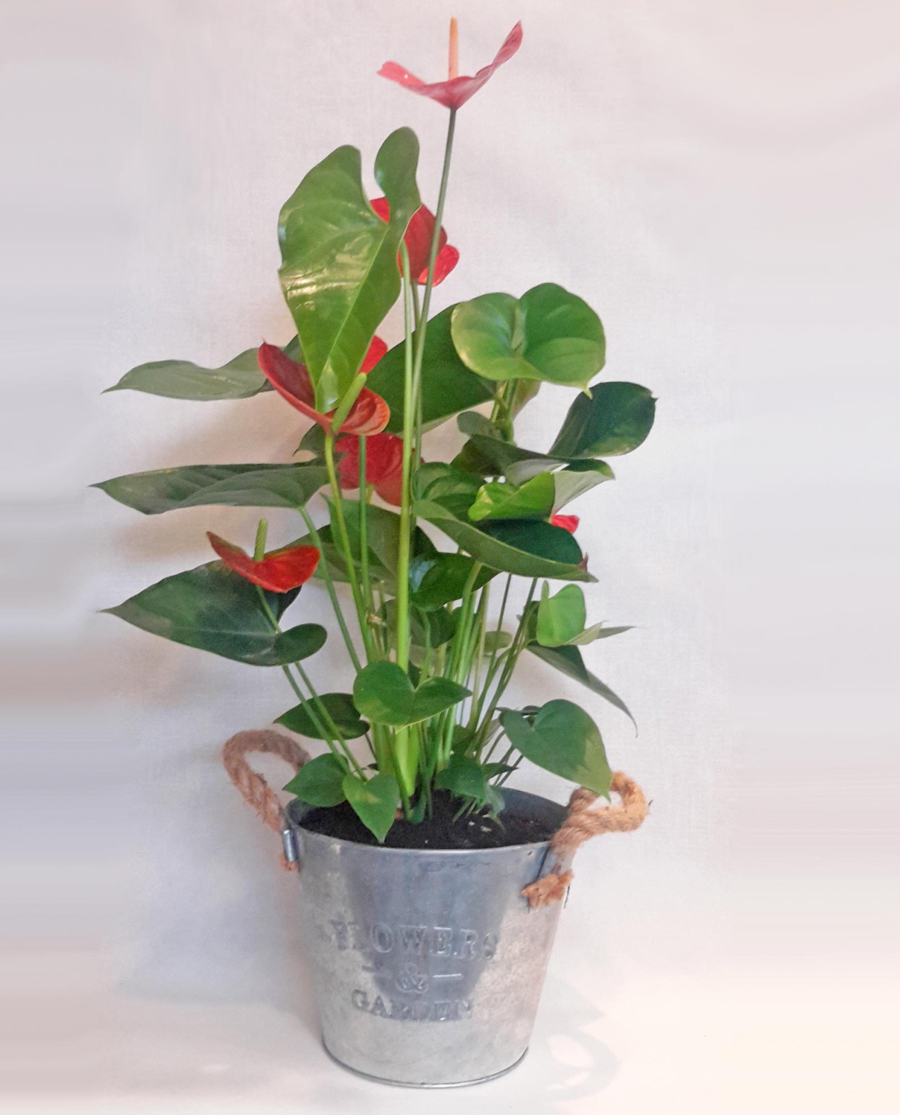 Ανθοπωλείο AnaisDecor