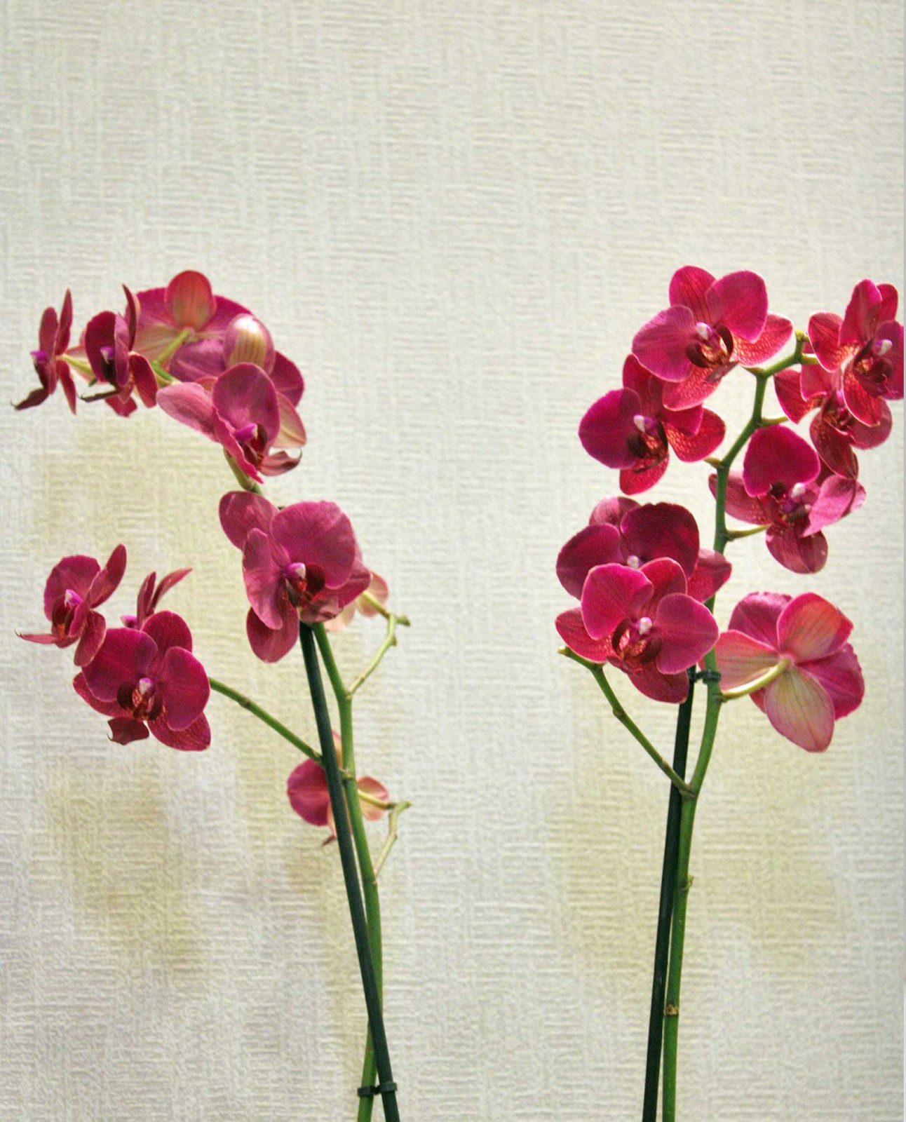 Ανθοπωλείο AnaisDecor