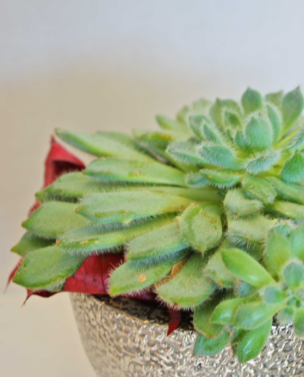 Ανθοπωλείο AnaisDecor