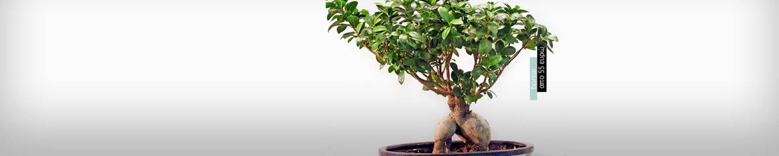 Ανθοπωλείο AnaisDecor