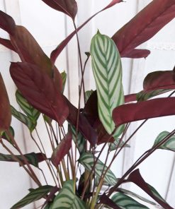 Φυτά εσωτερικού Χώρου