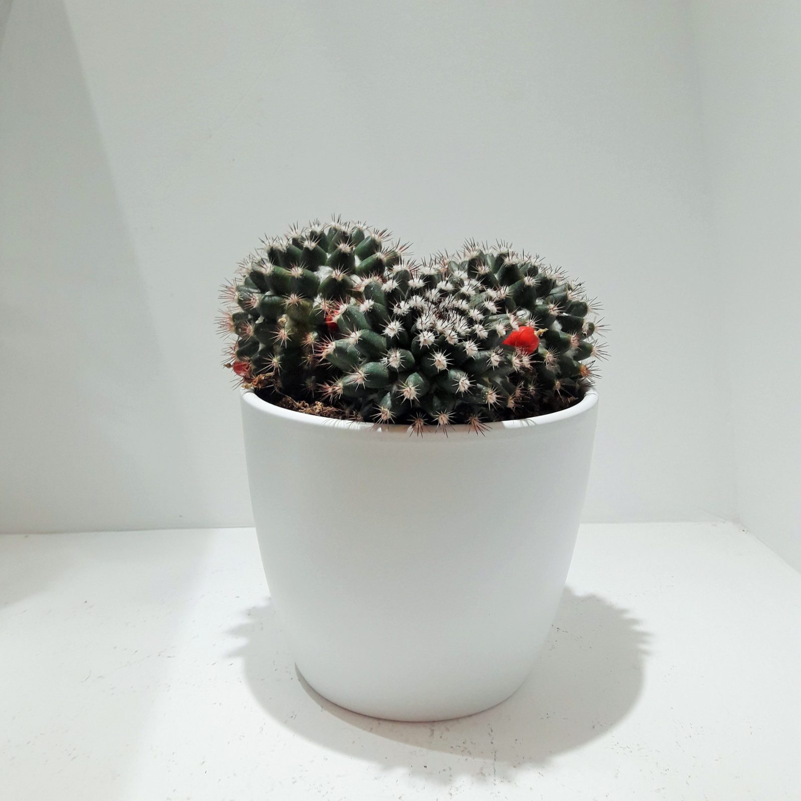 Ανθοπωλείο AnaisDecor