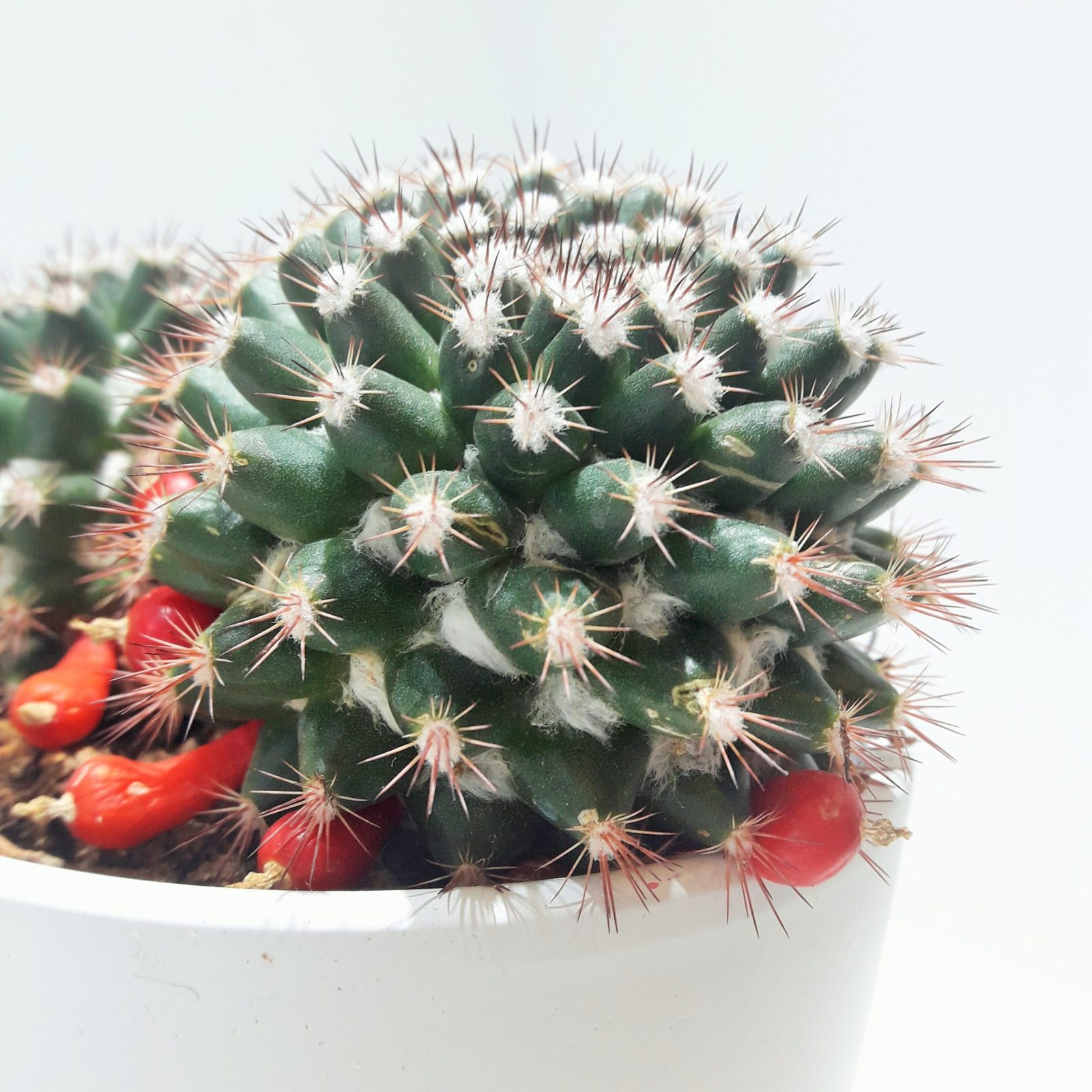 Ανθοπωλείο AnaisDecor